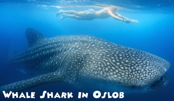 Whale Shark Watching in Oslob