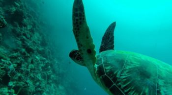 Turtle point in Moalboal, credits to photo owner