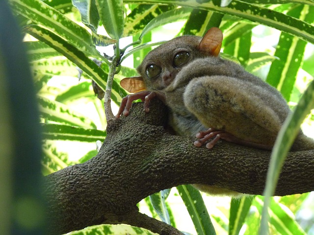 tarsier-bohol